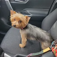 Paris, a female Yorkshire Terrier for sale in San Antonio, TX – Photo 2 of 4