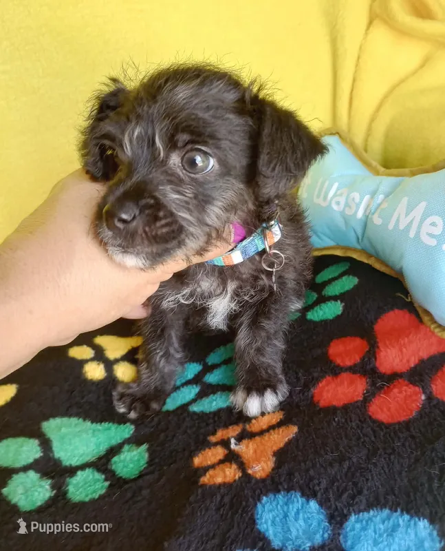 Max – Chihuahua puppy for sale in Devine, TX