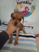 Toby, a male Chiweenie for sale in Devine, TX – 2 of 2