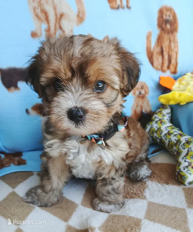 Buscuit – Shorkie puppy for sale in San Antonio, TX