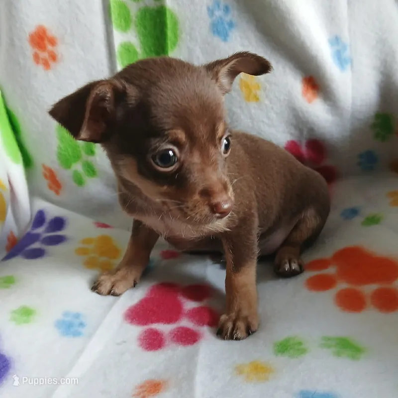 Sneaky – Chihuahua puppy for sale in San Antonio, TX
