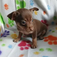 Sneaky, a  Chihuahua for sale in San Antonio, TX – 1 of 1