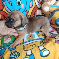 Timmy(2104290674), a male Chiweenie for sale in Devine, TX – 2 of 2