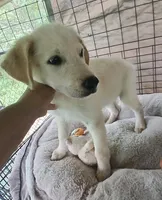 Chewey, a male German Shepherd Dog and Labrador Retriever for sale in San Antonio, TX – Photo 4 of 5