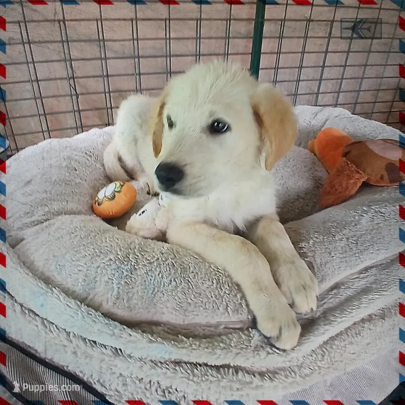 Chewey – German Shepherd Dog, Labrador Retriever puppy for sale in San Antonio, TX