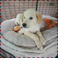 Chewey, a male German Shepherd Dog and Labrador Retriever for sale in San Antonio, TX – Photo 1 of 5