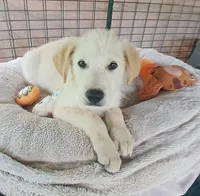 Chewey, a male German Shepherd Dog and Labrador Retriever for sale in San Antonio, TX – Photo 2 of 5