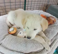 Chewey, a male German Shepherd Dog and Labrador Retriever for sale in San Antonio, TX – Photo 3 of 5