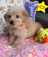 Billie Jean, a female Yorkipoo and Poodle - Toy  for sale in San Antonio, TX – Photo 2 of 5