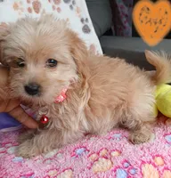 Billie Jean, a female Yorkipoo and Poodle - Toy  for sale in San Antonio, TX – Photo 4 of 5