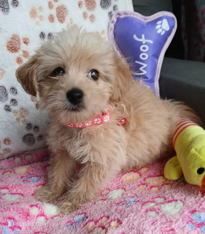 Billie Jean – Yorkipoo, Poodle - Toy  puppy on hold in San Antonio, TX