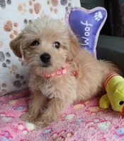 Billie Jean, a female Yorkipoo and Poodle - Toy  for sale in San Antonio, TX – Photo 1 of 5