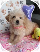 Billie Jean, a female Yorkipoo and Poodle - Toy  for sale in San Antonio, TX – Photo 3 of 5