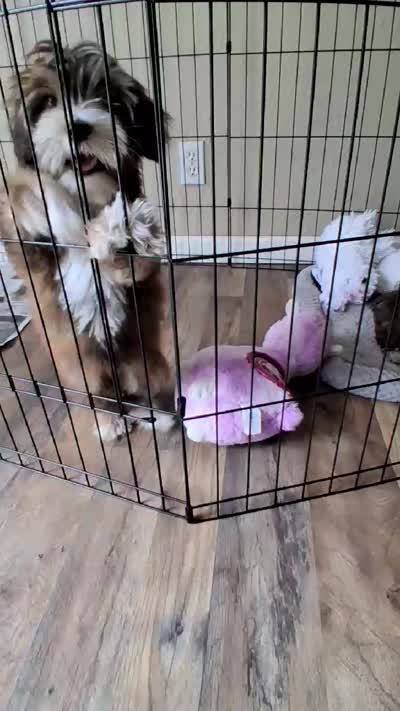 Brownie, a male Yorkshire Terrier and Shorkie for sale in Devine, TX – 4 of 4
