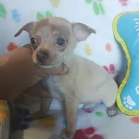 Frida, a female Chihuahua for sale in San Antonio, TX – 1 of 1