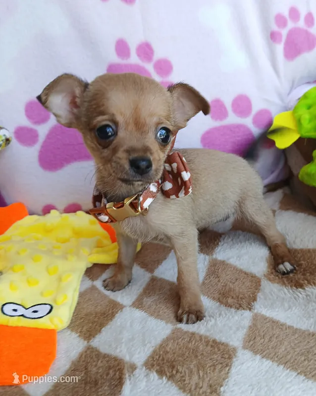 Elena – Chihuahua puppy for sale in San Antonio, TX