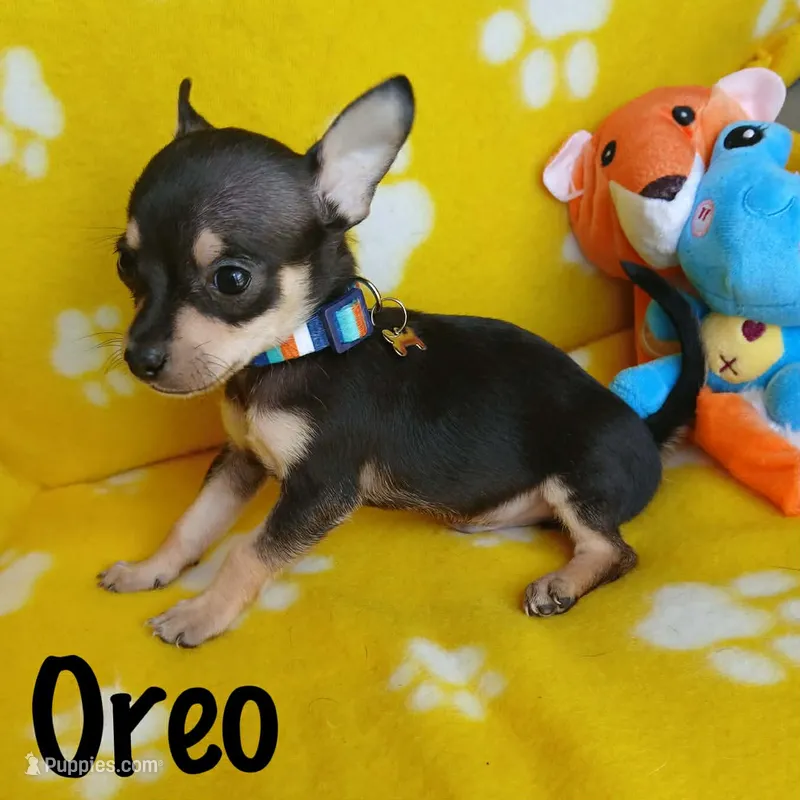Oreo, a male Chihuahua for sale in San Antonio, TX – 1 of 1