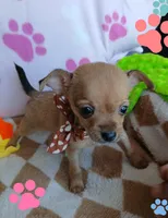Elena, a female Chihuahua for sale in San Antonio, TX – 3 of 3