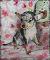 Lyra (apple), a female Chihuahua for sale in Devine, TX – 2 of 5