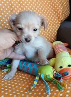 Sunny, a male Chihuahua for sale in San Antonio, TX – Photo 3 of 4
