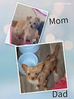 Sunny, a male Chihuahua for sale in San Antonio, TX – Photo 4 of 4