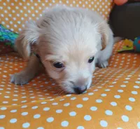 Sunny, a male Chihuahua for sale in San Antonio, TX – Photo 2 of 4