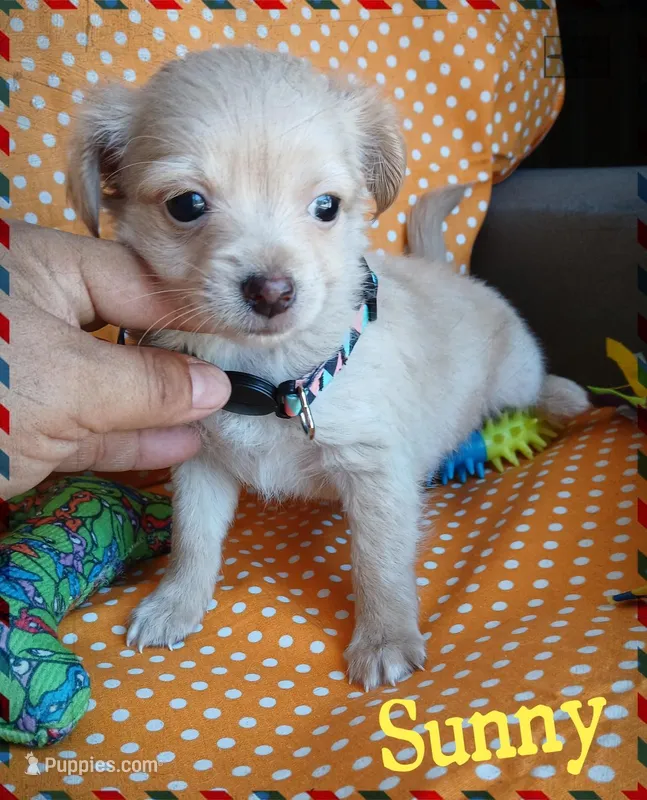 Sunny – Chihuahua puppy for sale in San Antonio, TX