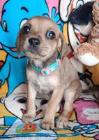 Phoebe(2104290674), a female Chiweenie for sale in Devine, TX – 3 of 4