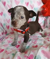 Darling, a female Chihuahua for sale in San Antonio, TX – Photo 4 of 5