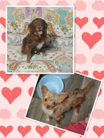 Darling, a female Chihuahua for sale in San Antonio, TX – Photo 5 of 5