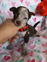 Darling, a female Chihuahua for sale in San Antonio, TX – Photo 3 of 5