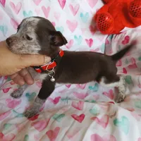 Darling, a female Chihuahua for sale in San Antonio, TX – Photo 1 of 5