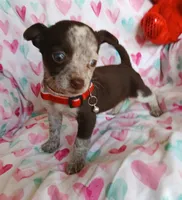 Darling, a female Chihuahua for sale in San Antonio, TX – Photo 2 of 5