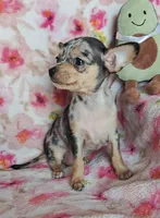 Lyra (apple), a female Chihuahua for sale in Devine, TX – 4 of 5