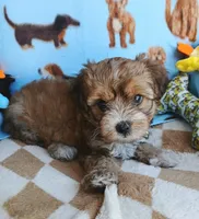 Buscuit, a male Shorkie for sale in San Antonio, TX – 3 of 3