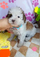 Cupcake, a female Shorkie for sale in San Antonio, TX – 2 of 3