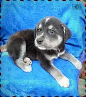 Max, a male Border Collie and Labrador Retriever for sale in San Antonio, TX – 3 of 3