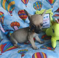 Charlie, a male Chihuahua for sale in San Antonio, TX – 2 of 2