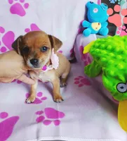 Ginger, a female Chihuahua and Chiweenie for sale in Devine, TX – 3 of 4