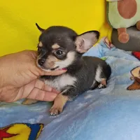 Cosmo (apple), a male Chihuahua for sale in Devine, TX – 4 of 5