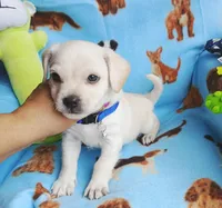 Wally, a male Chihuahua and Chipoo for sale in Devine, TX – 3 of 3