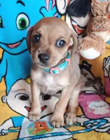 Phoebe(2104290674), a female Chiweenie for sale in Devine, TX – 4 of 4