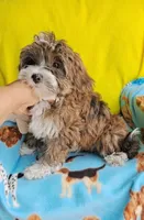 Brownie, a male Yorkshire Terrier and Shorkie for sale in Devine, TX – 2 of 4
