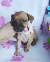 Penny, a female Chihuahua and Chiweenie for sale in Devine, TX – 3 of 4