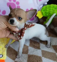 Sofia , a female Chihuahua for sale in San Antonio, TX – 2 of 2