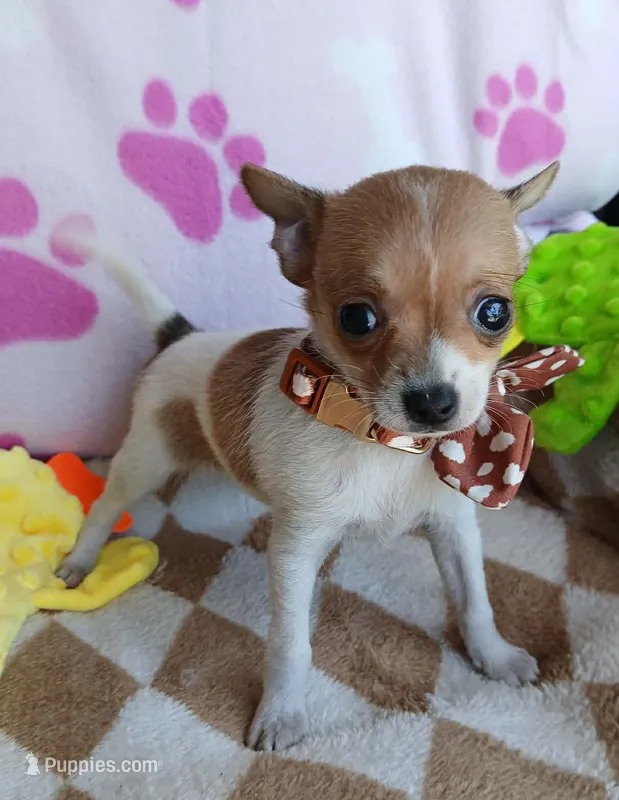 Sofia  – Chihuahua puppy for sale in San Antonio, TX