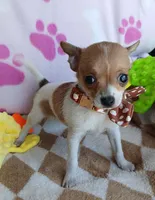 Sofia , a female Chihuahua for sale in San Antonio, TX – 1 of 2