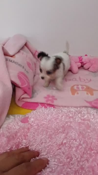 Cherry, a female Chihuahua for sale in San Antonio, TX – 2 of 3