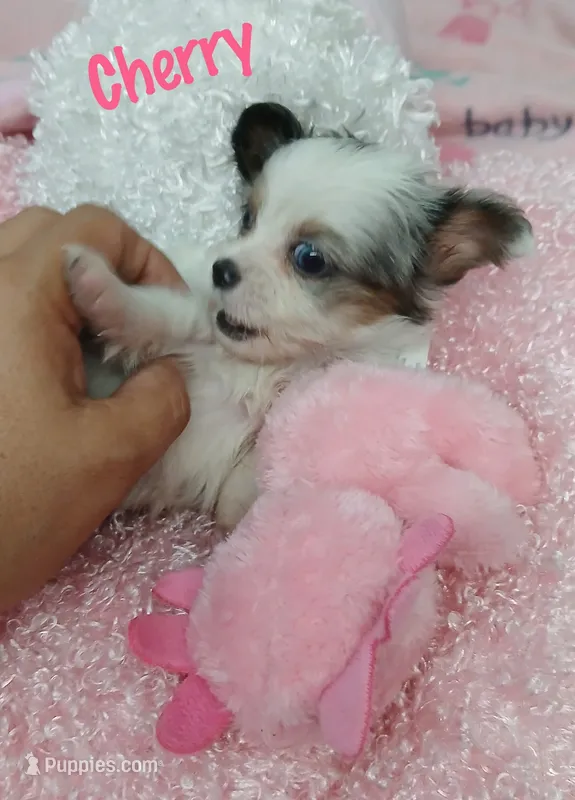 Cherry – Chihuahua puppy for sale in San Antonio, TX