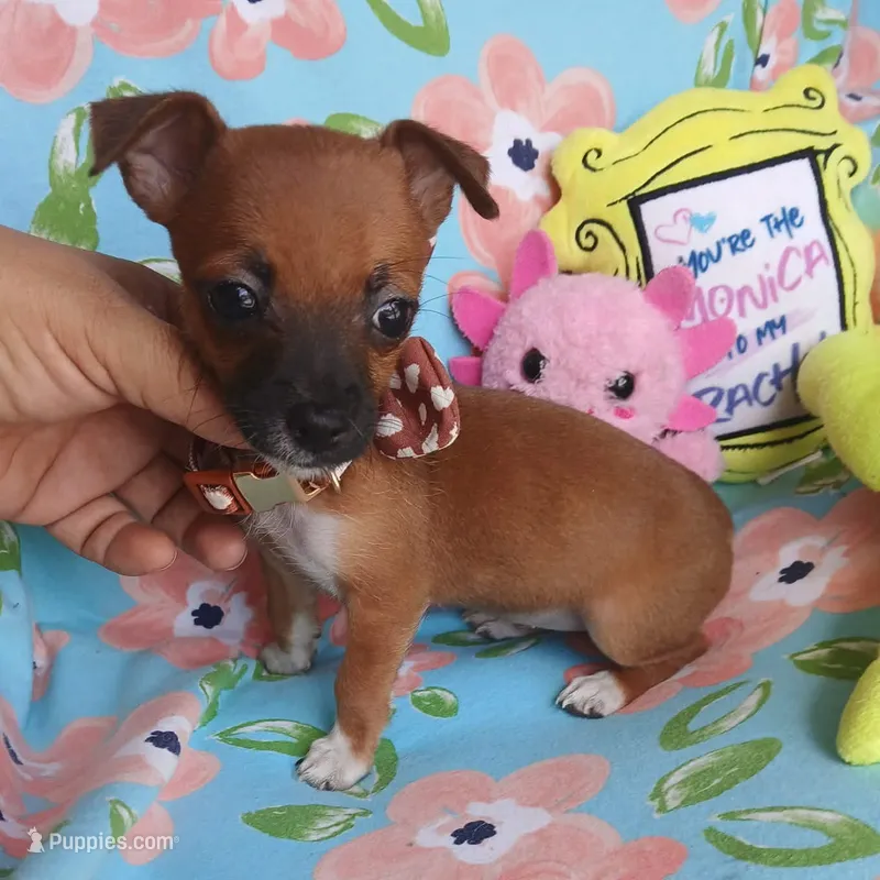 Penny – Chihuahua, Chiweenie puppy for sale in San Antonio, TX